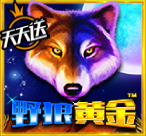 野狼黄金